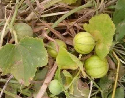 免费吃野瓜的方法,探索野瓜采摘攻略  第1张