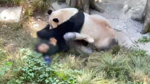 熊猫啤酒爆料是真的吗视频,真相究竟如何？  第2张